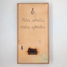 Carica l'immagine nel visualizzatore di Gallery, Erbario Malva selvatica