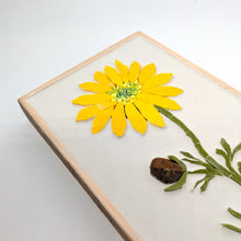 Carica l'immagine nel visualizzatore di Gallery, Erbario Adonide Gialla
