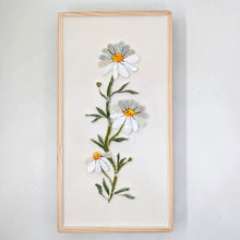 Carica l'immagine nel visualizzatore di Gallery, Erbario Camomilla
