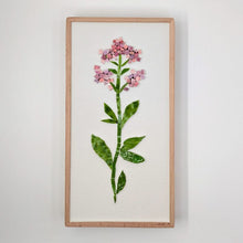 Carica l'immagine nel visualizzatore di Gallery, Erbario Valeriana
